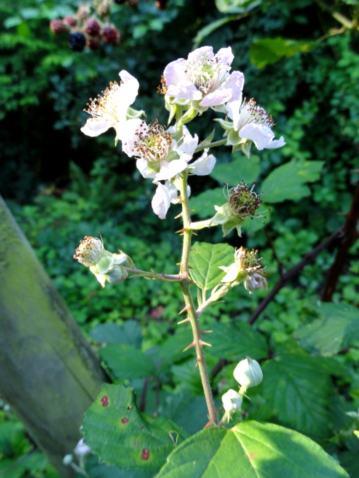 Rubus bifrons - Botanischer Garten, Frankfurt am Main - DSC02471