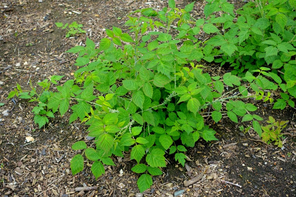 Rubus biflorus - Hillier Gardens - Romsey, Hampshire, England - DSC04345