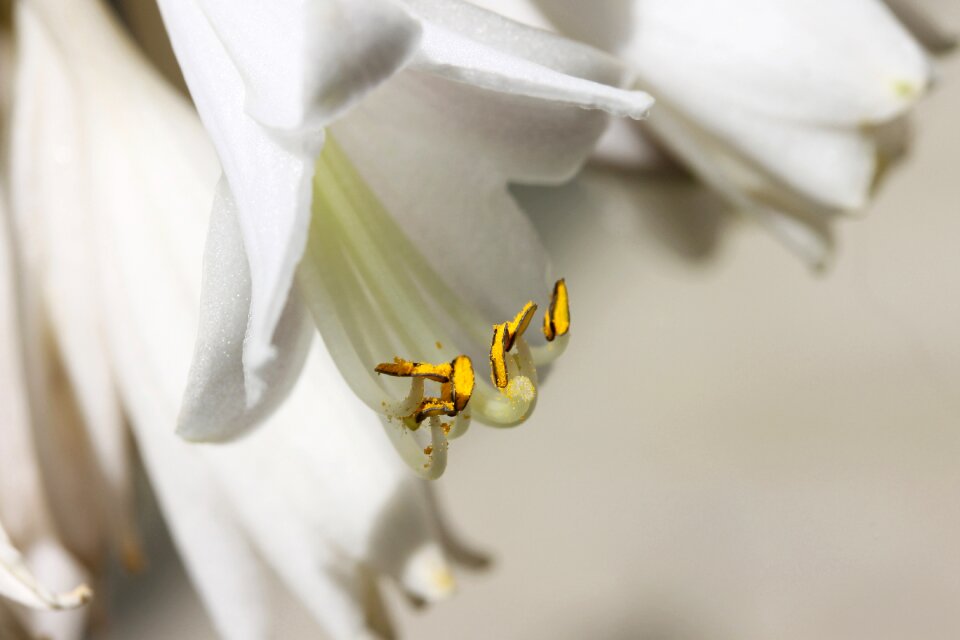 Nature macro stamen