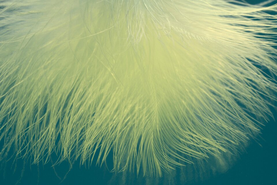 Plumage bird feather featherweight