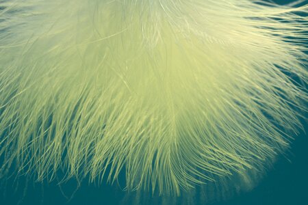 Plumage bird feather featherweight photo