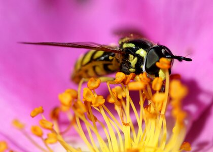 Macro wasp wildflower photo