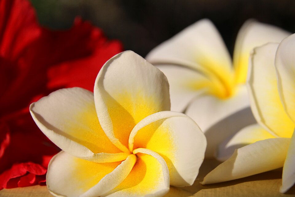 White flower petal flowers