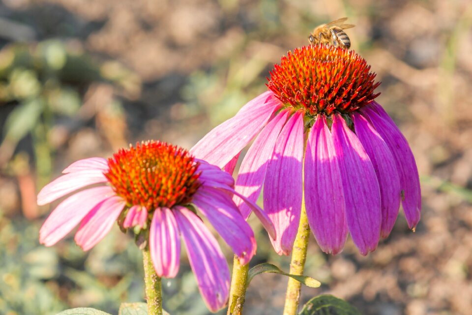 Nature insects pink