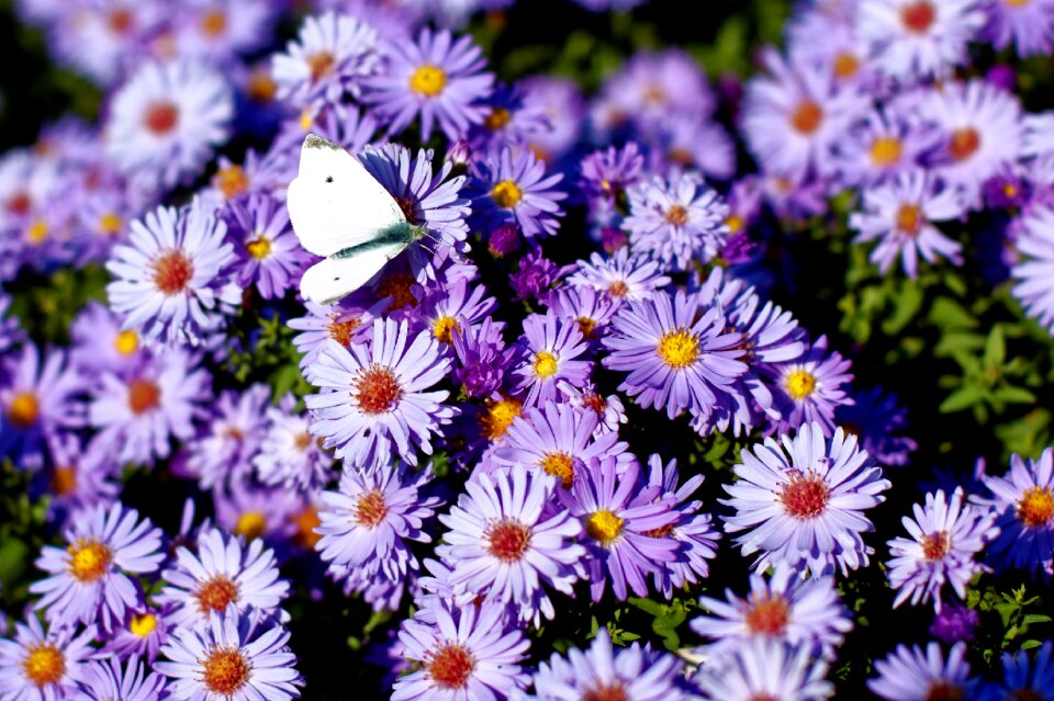 Insect blossom bloom