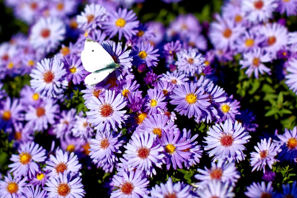 Insect blossom bloom photo