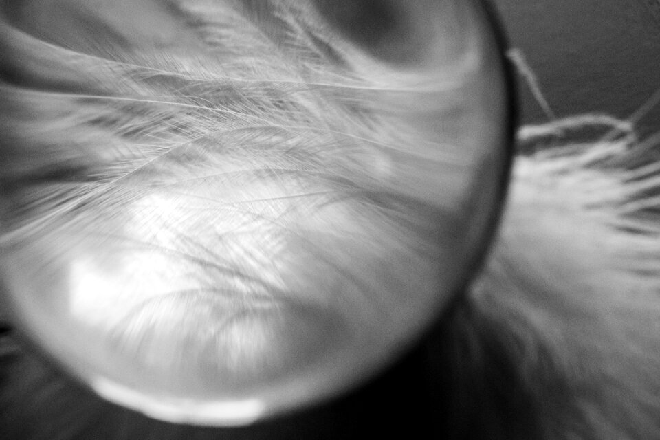Airy plumage bird feather