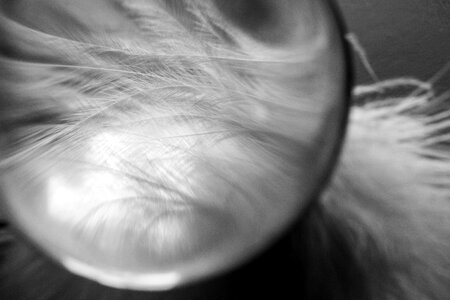 Airy plumage bird feather