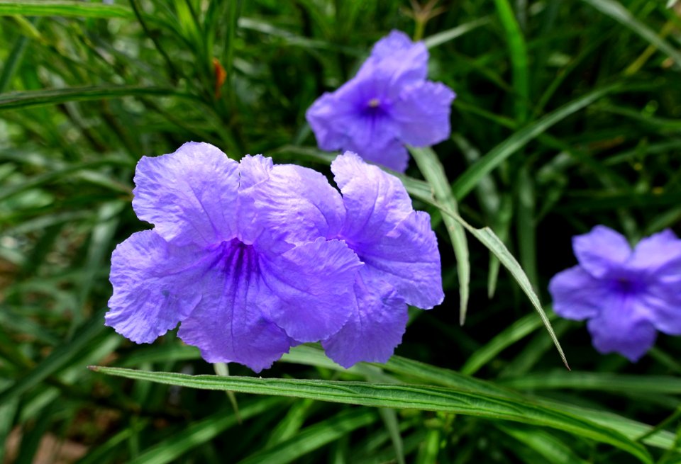 Ruellia simplex (Ruellia brittoniana) - Urban Greening Botanical Garden - Kiba Park - Koto, Tokyo, Japan - DSC05359