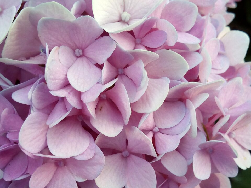 Flowers refreshing pink
