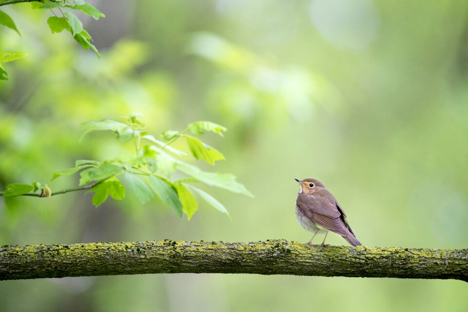 Nature perched tree
