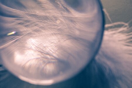 Airy plumage bird feather