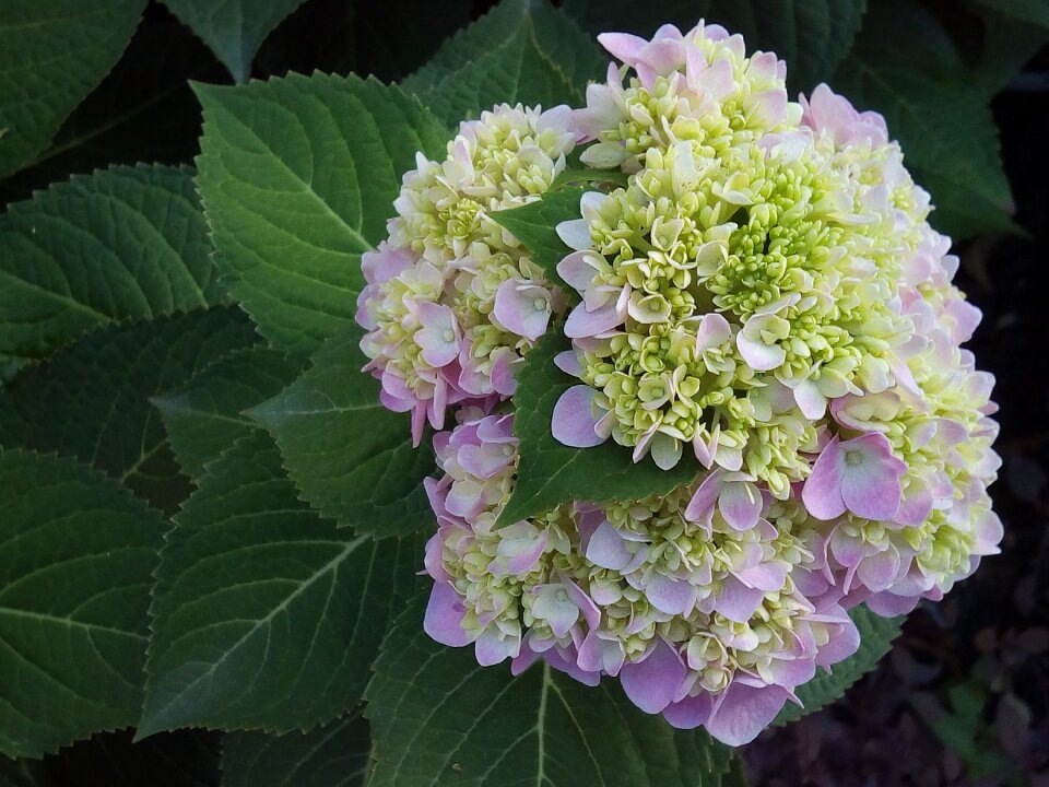 Flowers refreshing pink