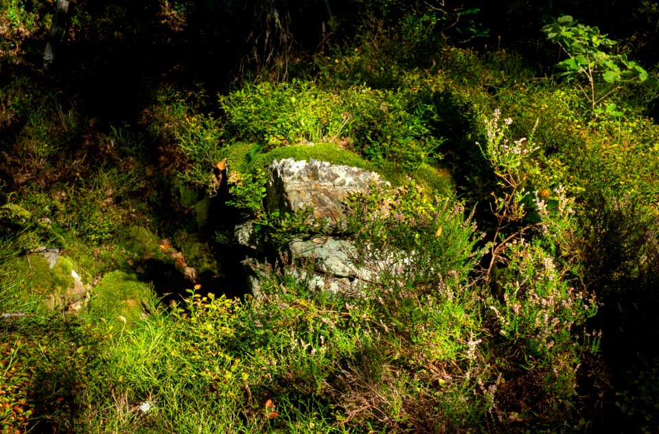 Ruins of Järnklev homestead in Gullmarsskogen 3