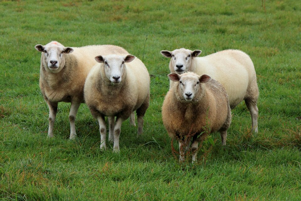 Pasture animals meadow