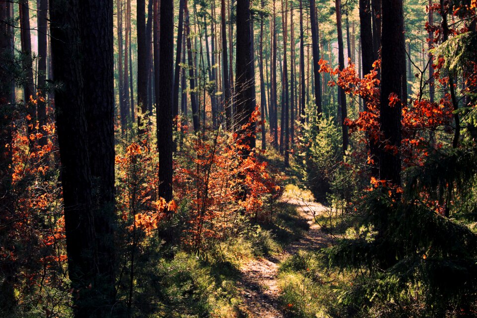 Color mood trees