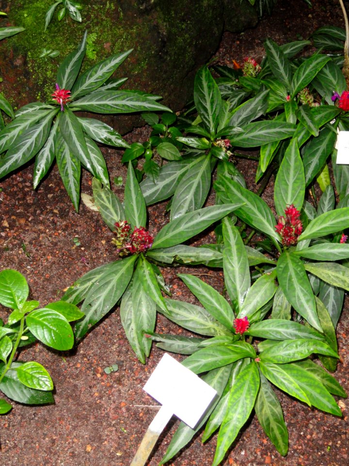 Ruellia elegans - Palmengarten Frankfurt - DSC01801