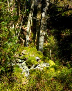 Ruins of Järnklev homestead in Gullmarsskogen 2 photo