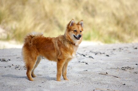 Sand friend mixed race
