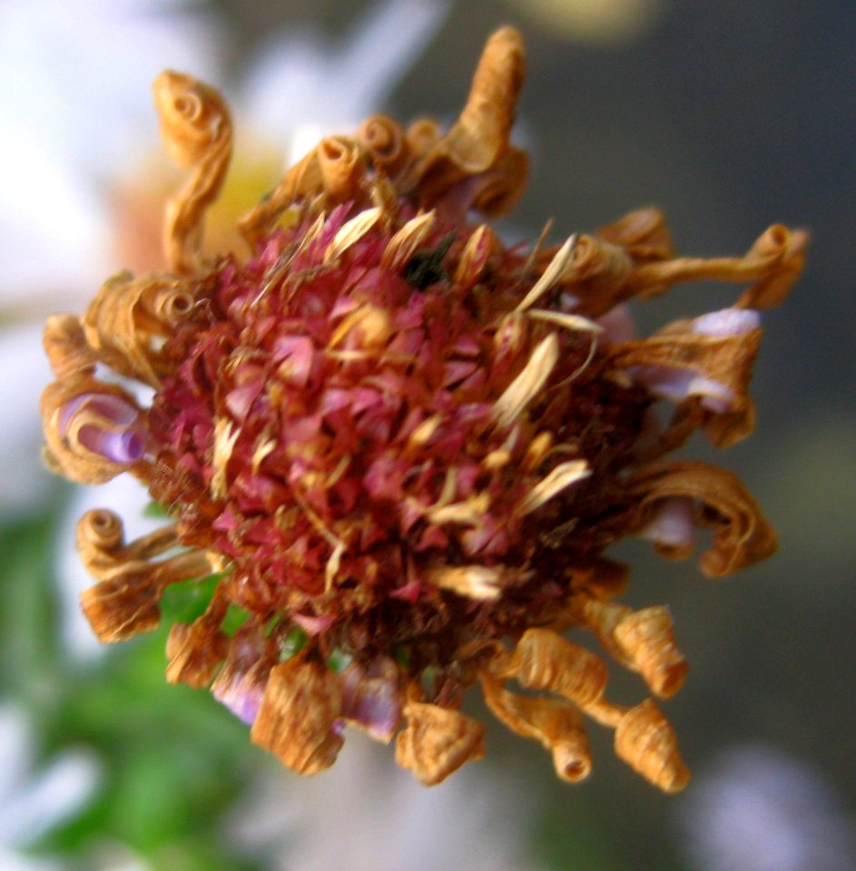 Ruhland, Grenzstr. 3, Kissen-Aster-Hybride am Zuweg weiß blühend, Blüte verblüht, Herbst, 01