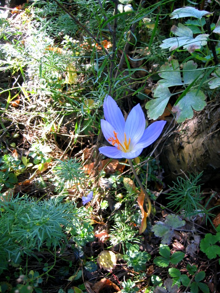 Ruhland, Grenzstr. 3, Pracht-Herbst-Krokus im Garten, Blüte, Herbst, 02