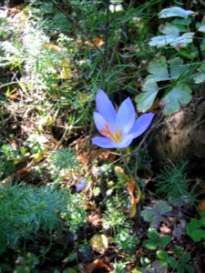 Ruhland, Grenzstr. 3, Pracht-Herbst-Krokus im Garten, Blüte, Herbst, 02