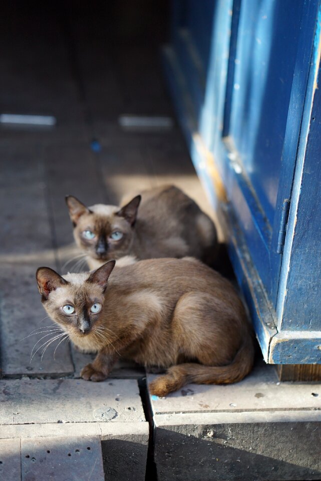 Vietnam pet animal