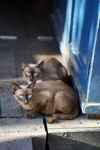 Vietnam pet animal