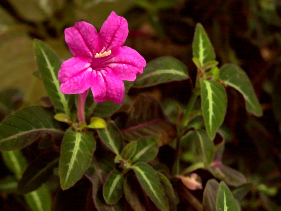 Ruellia makoyana, Phipps Conservatory, 2015-10-24, 01