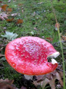 Ruhland, Ortrander Straße 12, Fliegenpilz, Herbst, 03