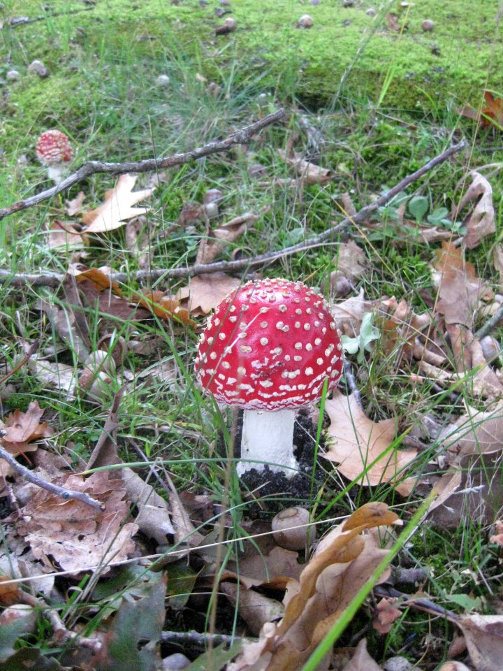 Ruhland, Ortrander Straße 12, Fliegenpilz, Herbst, 01