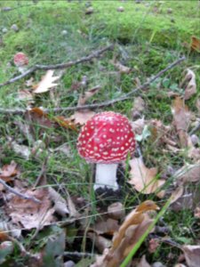 Ruhland, Ortrander Straße 12, Fliegenpilz, Herbst, 01