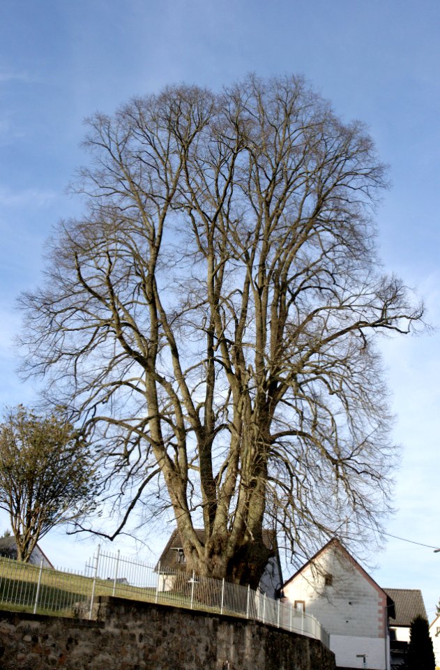 Rueckeroth Westerwald Lime Tree Winter