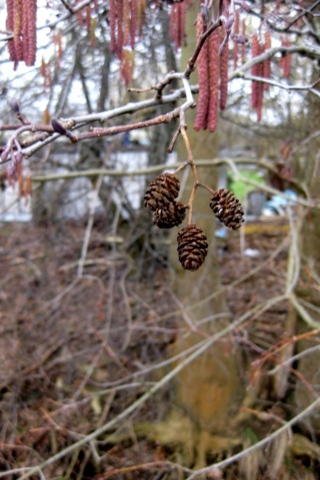 Ruhland, Hainsteg am Hainwiesengraben, Schwarz-Erle, Zapfen, Winter, 03