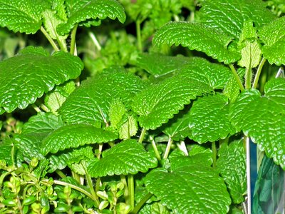 Plant green leaves photo