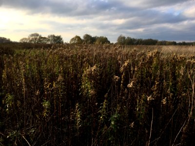 Ruigten in de uiterwaarden photo