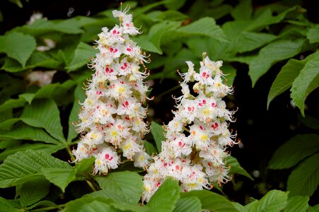 Blossom bloom aesculus photo