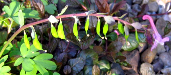 Ruhland, Grenzstr. 3, Hohler Lerchensporn im Garten, samentragende Pflanze, Frühling, 01