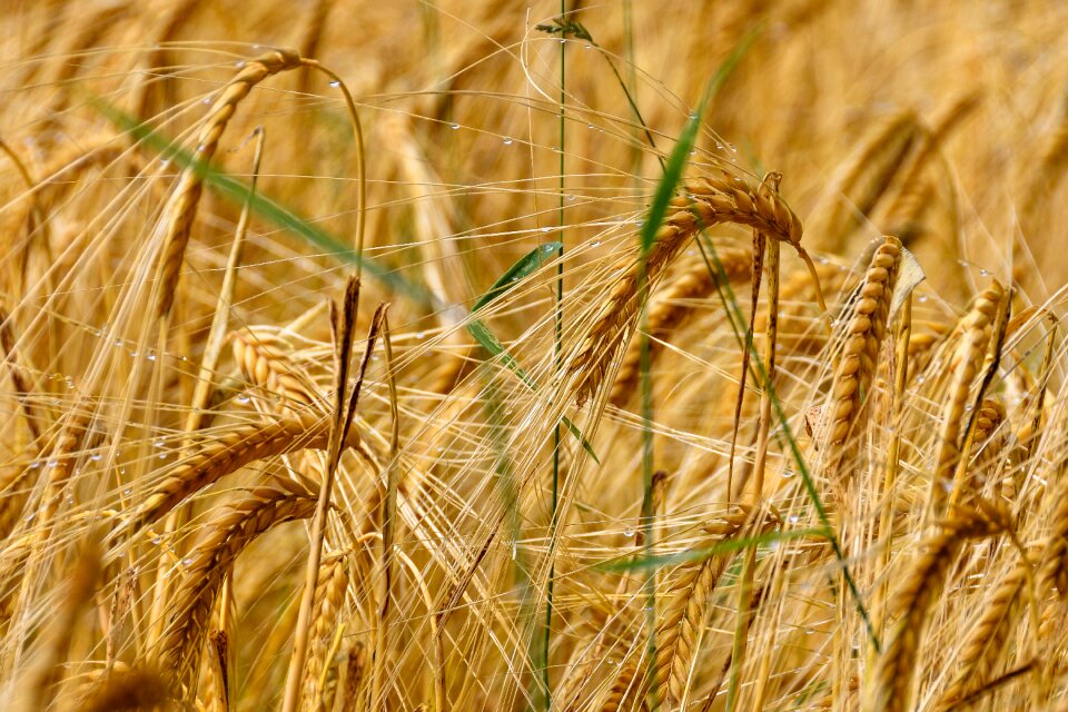 Grain agriculture plant