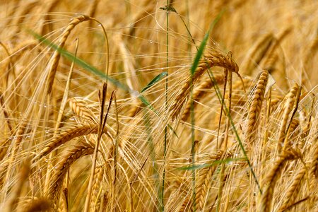 Grain agriculture plant