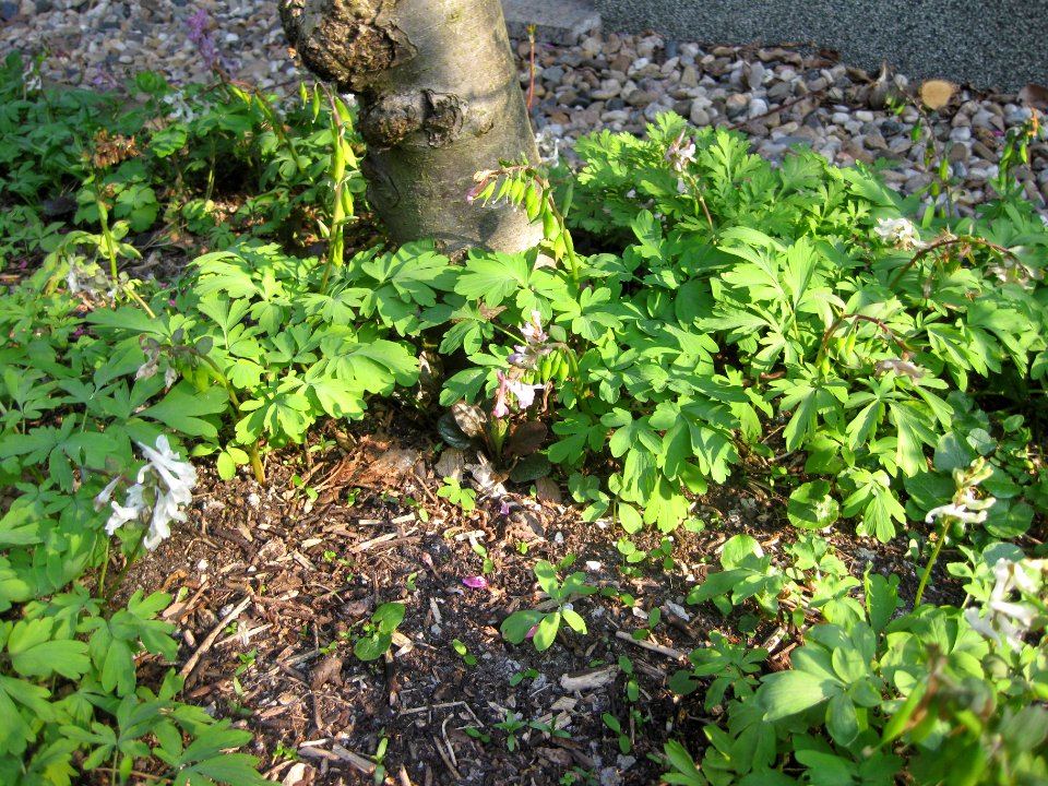Ruhland, Grenzstr. 3, Hohler Lerchensporn samentragend im Garten, Frühling, 03