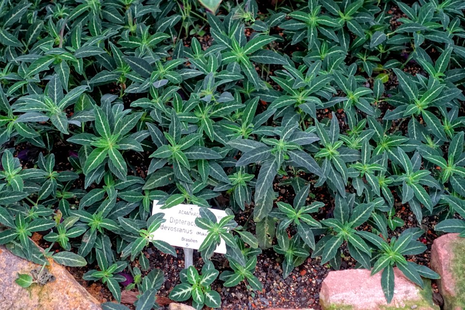 Ruellia devosiana (Dipteracanthus devosianus) - Botanischer Garten - Heidelberg, Germany - DSC01046