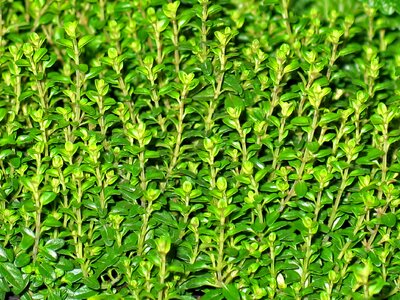 Plant spice culinary herbs