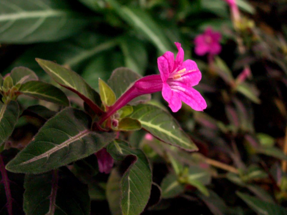 Ruellia makoyana, Phipps Conservatory, 2015-10-24, 02