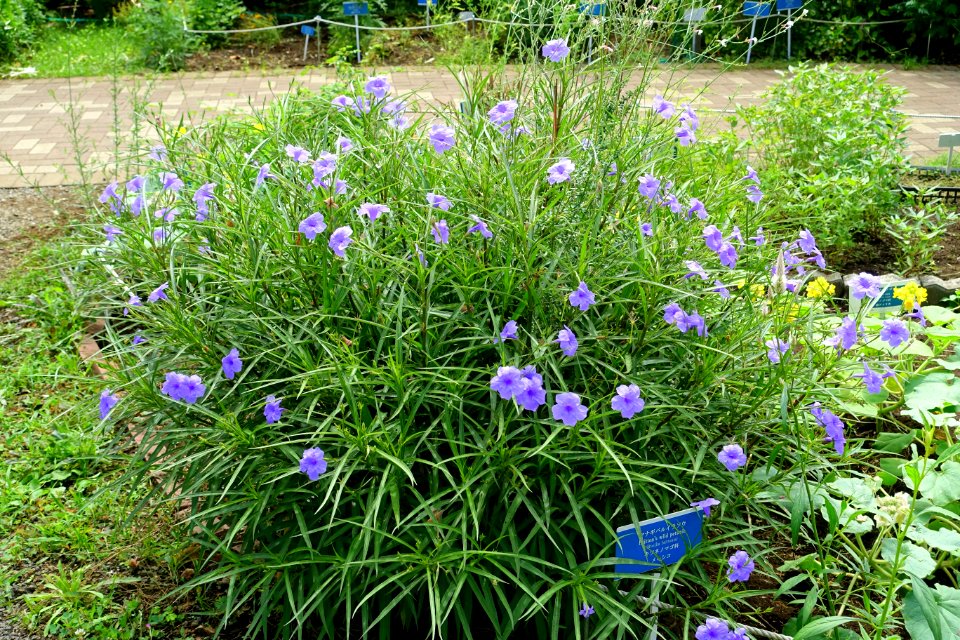 Ruellia simplex (Ruellia brittoniana) - Urban Greening Botanical Garden - Kiba Park - Koto, Tokyo, Japan - DSC05358