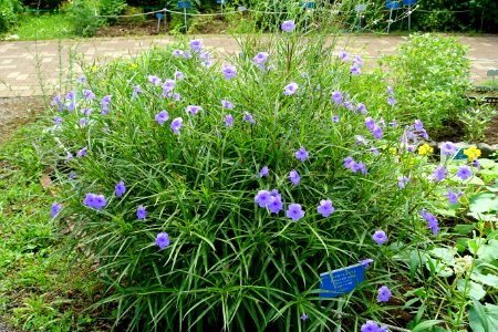 Ruellia simplex (Ruellia brittoniana) - Urban Greening Botanical Garden - Kiba Park - Koto, Tokyo, Japan - DSC05358