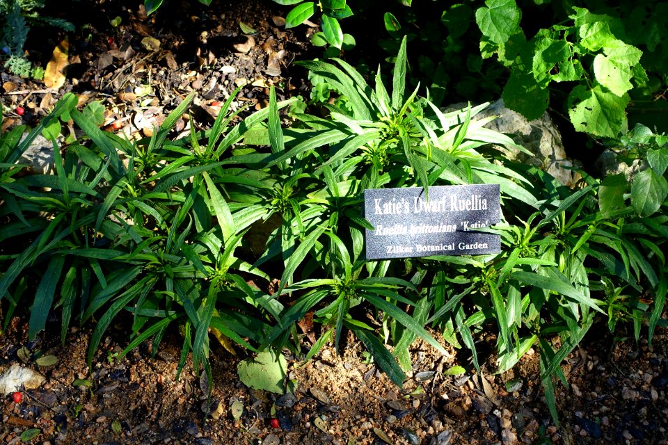 Ruellia simplex 'Katie' (Ruellia brittoniana) - Zilker Botanical Garden - Austin, Texas - DSC08763