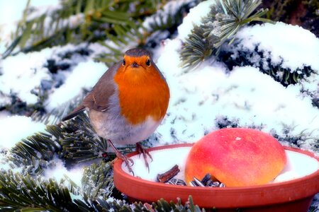 Animal winter garden