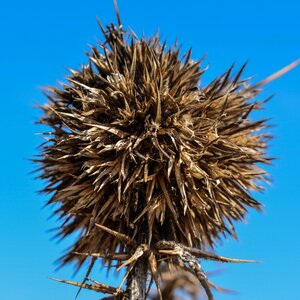 Nature wild dry