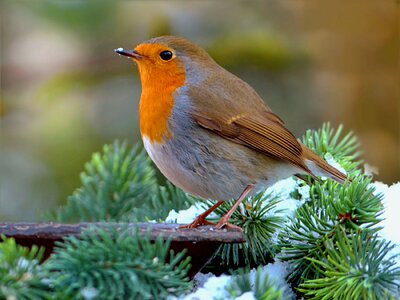 Animal winter garden